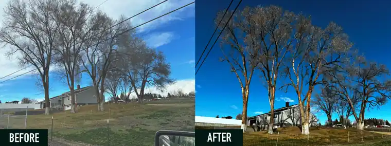 A labelled before and after collage of trimmed trees from a Big R job