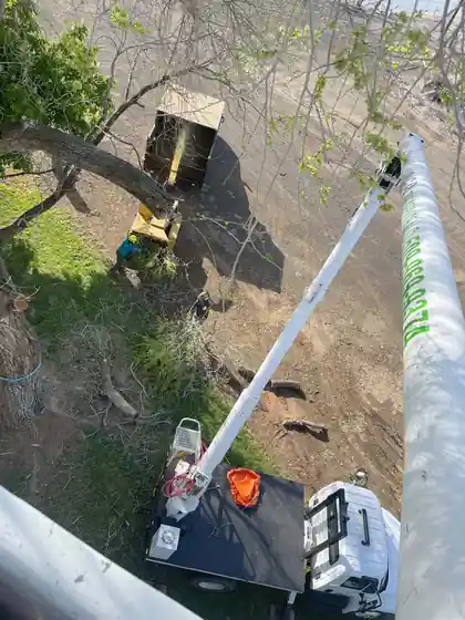 10 Signs You Need a Yakima Tree Trimmer This Summer