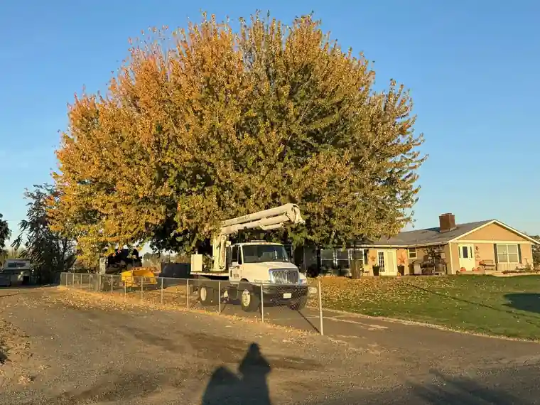 2025 Washington Fall Tree Care Checklist: 10 Essential Tasks for Yakima Homeowners