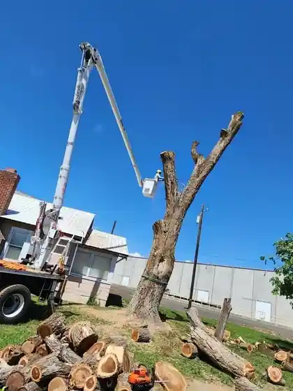 Big R's bucket raised beside a topped trunk, cut rounds stacked on the lawn below