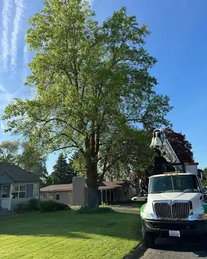Top 10 Tree Trimming Mistakes to Avoid