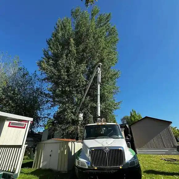 Why Spring Tree Pruning Is Essential for a Healthy Summer in Yakima