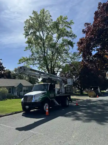 A bucket truck curbside with traffic cones under a big maple