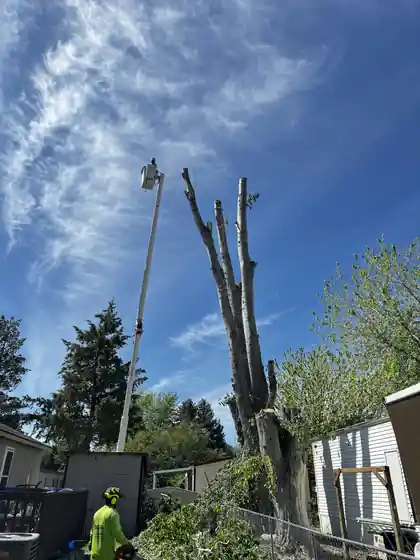 Big R bucket raised at a dead split trunk beside a backyard shed, a groundman below