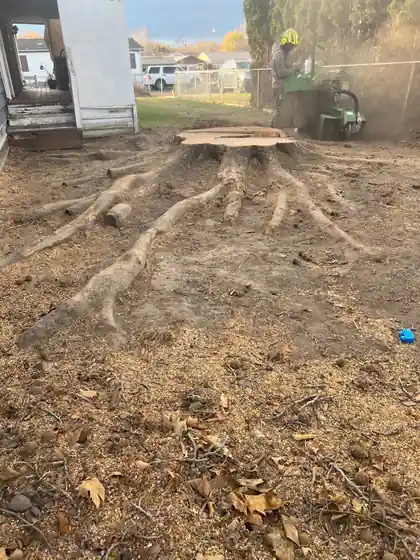 A stump with exposed roots before grinding