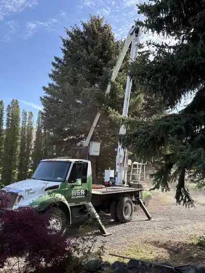 Is Your Tree Ready for Yakima’s Winter? 7 Warning Signs to Look for This Fall