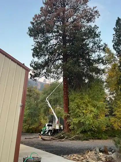 13 Signs of Insect Infestation in Your Yakima County Trees