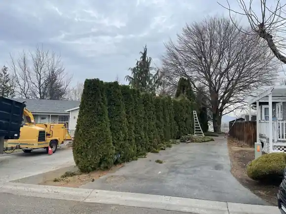 A tall arborvitae hedge along a driveway with a stump grinder and ladder