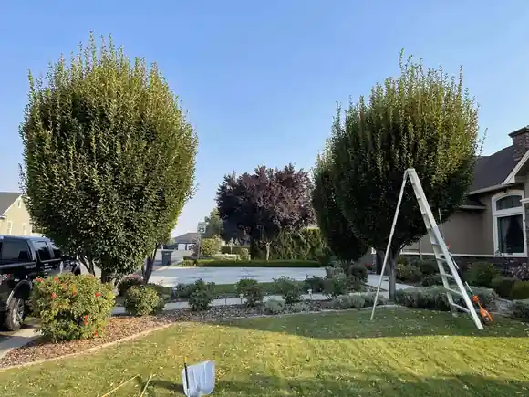 Two freshly shaped ornamental trees in a front yard with a ladder beside them