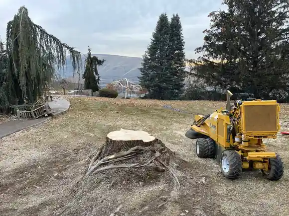 Big R's stump grinder parked at a large stump with weeping trees and the Yakima hills behind