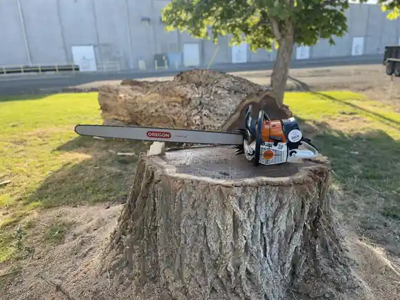 A large chainsaw resting on a cut stump