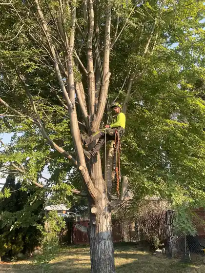 A Big R climber in a hi-vis shirt roped into the canopy of a large maple