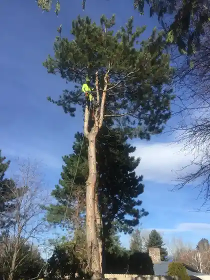 A Big R climber high in a ponderosa pine