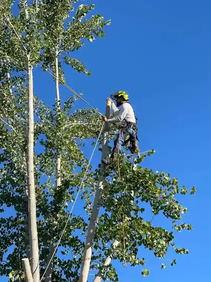 A Big R climber roped into a tall poplar against a blue sky