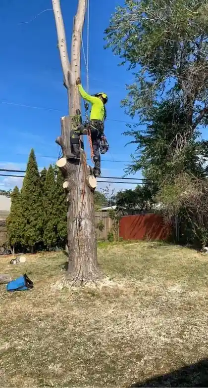 A Big R climber in hi-vis on a spar with cut rounds on the ground below