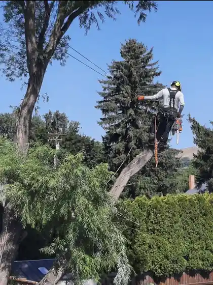 A Big R climber in a blue spruce beside a weeping tree and a hedge