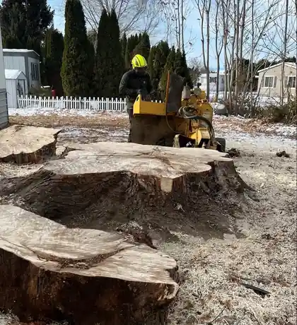 A Big R operator grinding huge stumps on a frosty morning