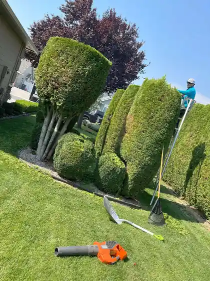 A Big R crew member on a ladder shaping topiary arborvitae