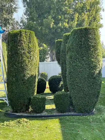 Spring Spruce-Up: Yakima Tree Care for a Perfect Backyard
