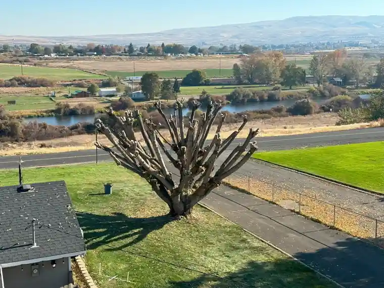 A pollarded tree on a lawn above the Yakima River valley and the ridges beyond, shot from the bucket